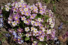 Primel-Karnevalsprimel 01.JPG